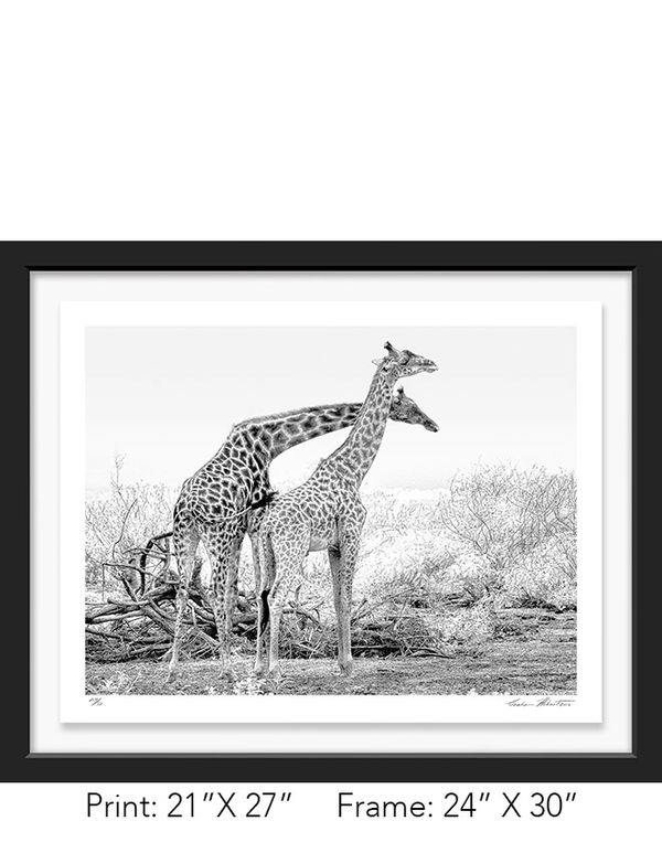 Tanzania; Lake Manyara NP; Black and white; Masai giraffe; Infrared; fight; bull, Graham Hobart