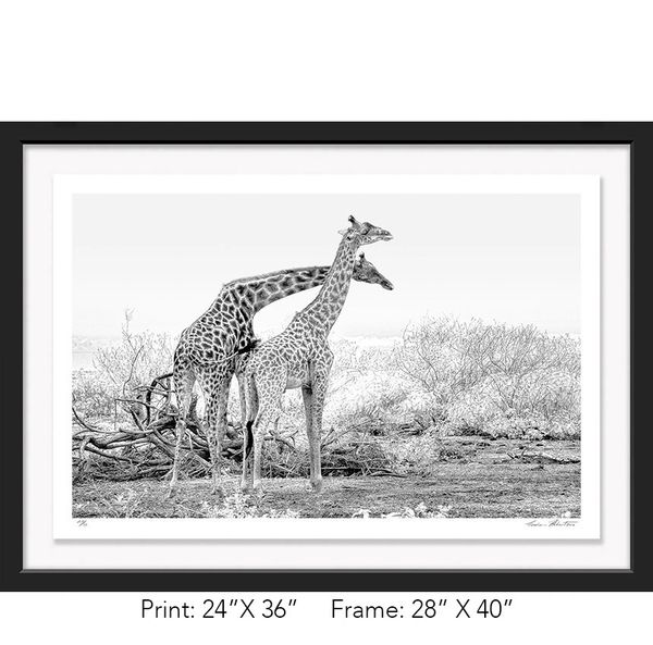Tanzania; Lake Manyara NP; Black and white; Masai giraffe; Infrared; fight; bull, Graham Hobart