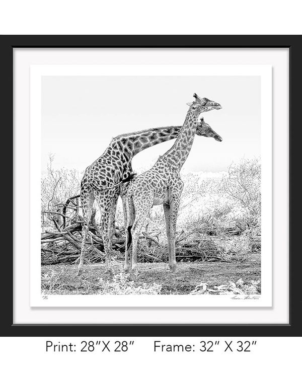 Tanzania; Lake Manyara NP; Black and white; Masai giraffe; Infrared; fight; bull, Graham Hobart