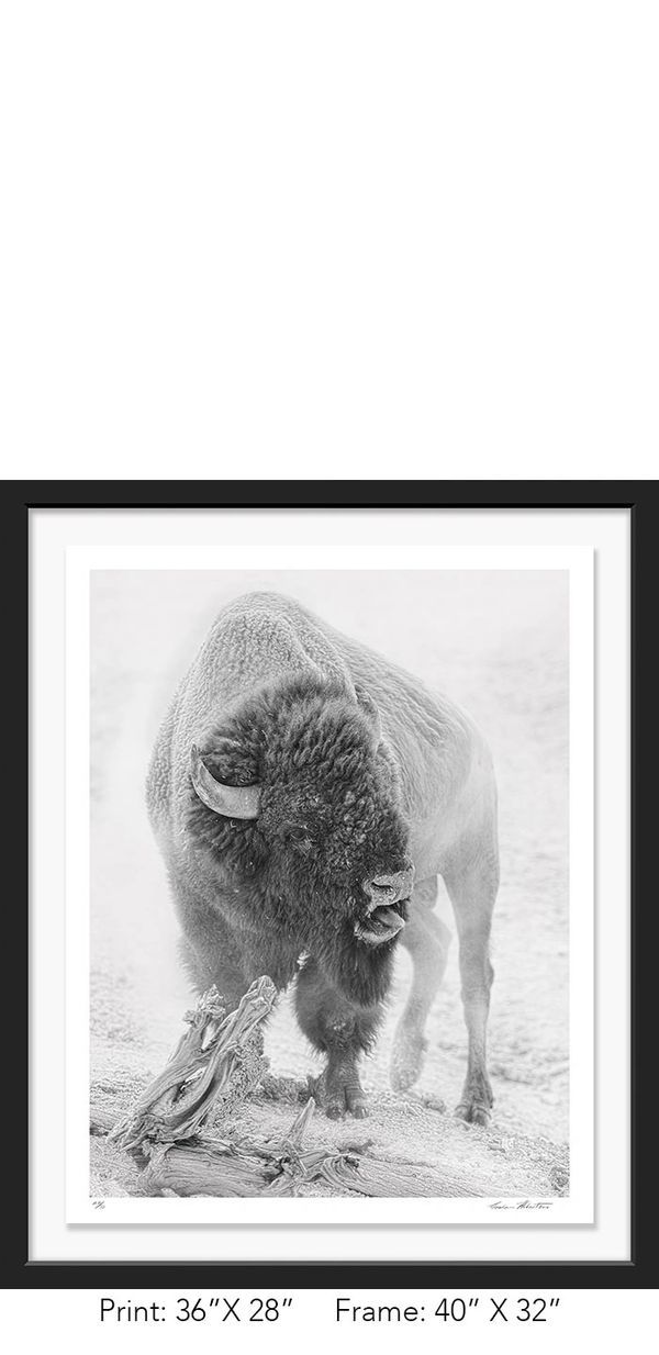 Graham Hobart Photography, Infrared, Black and White, American West, Yellowstone, WY, Bison, Rut,