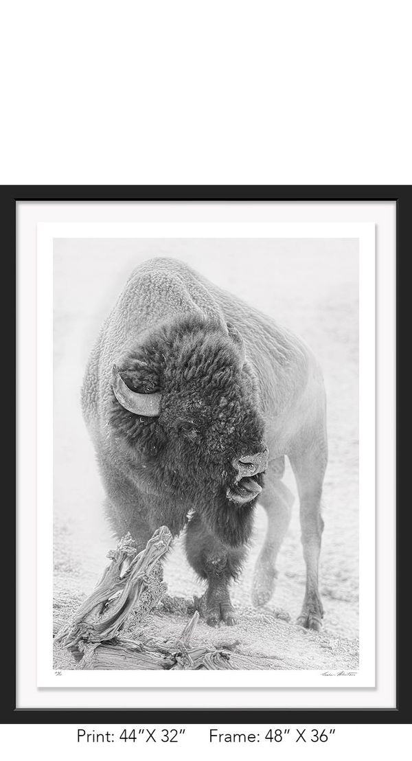 Graham Hobart Photography, Infrared, Black and White, American West, Yellowstone, WY, Bison, Rut,