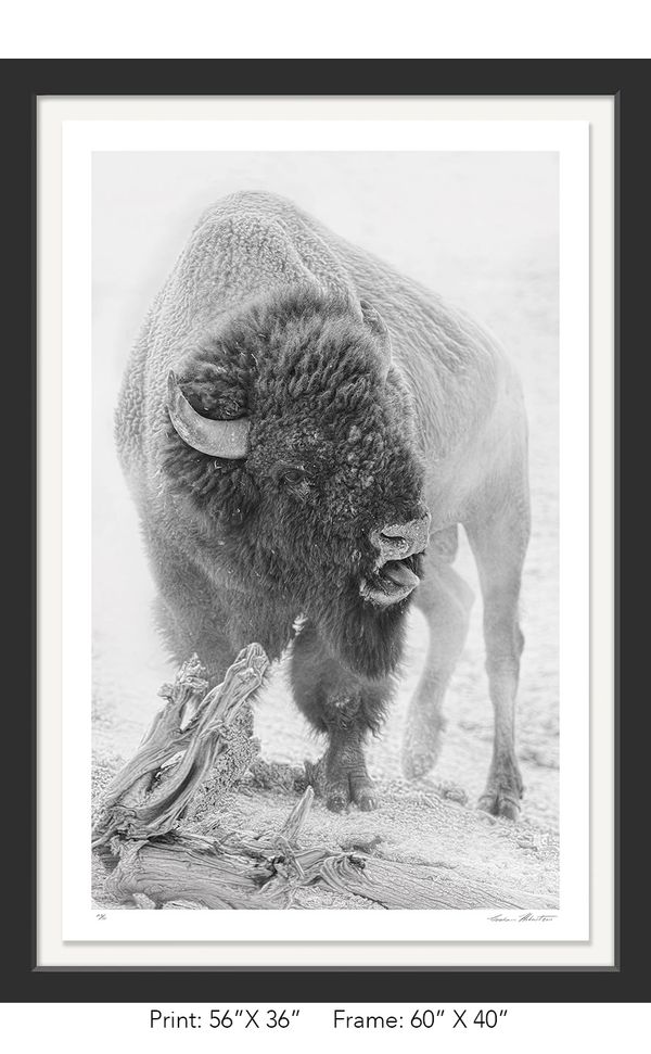 Graham Hobart Photography, Infrared, Black and White, American West, Yellowstone, WY, Bison, Rut,