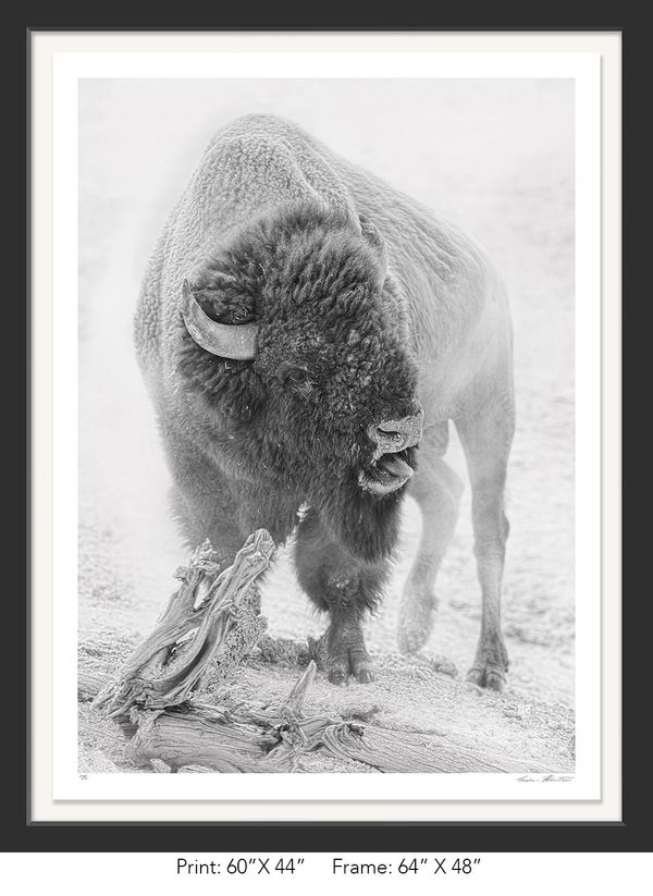 Graham Hobart Photography, Infrared, Black and White, American West, Yellowstone, WY, Bison, Rut,