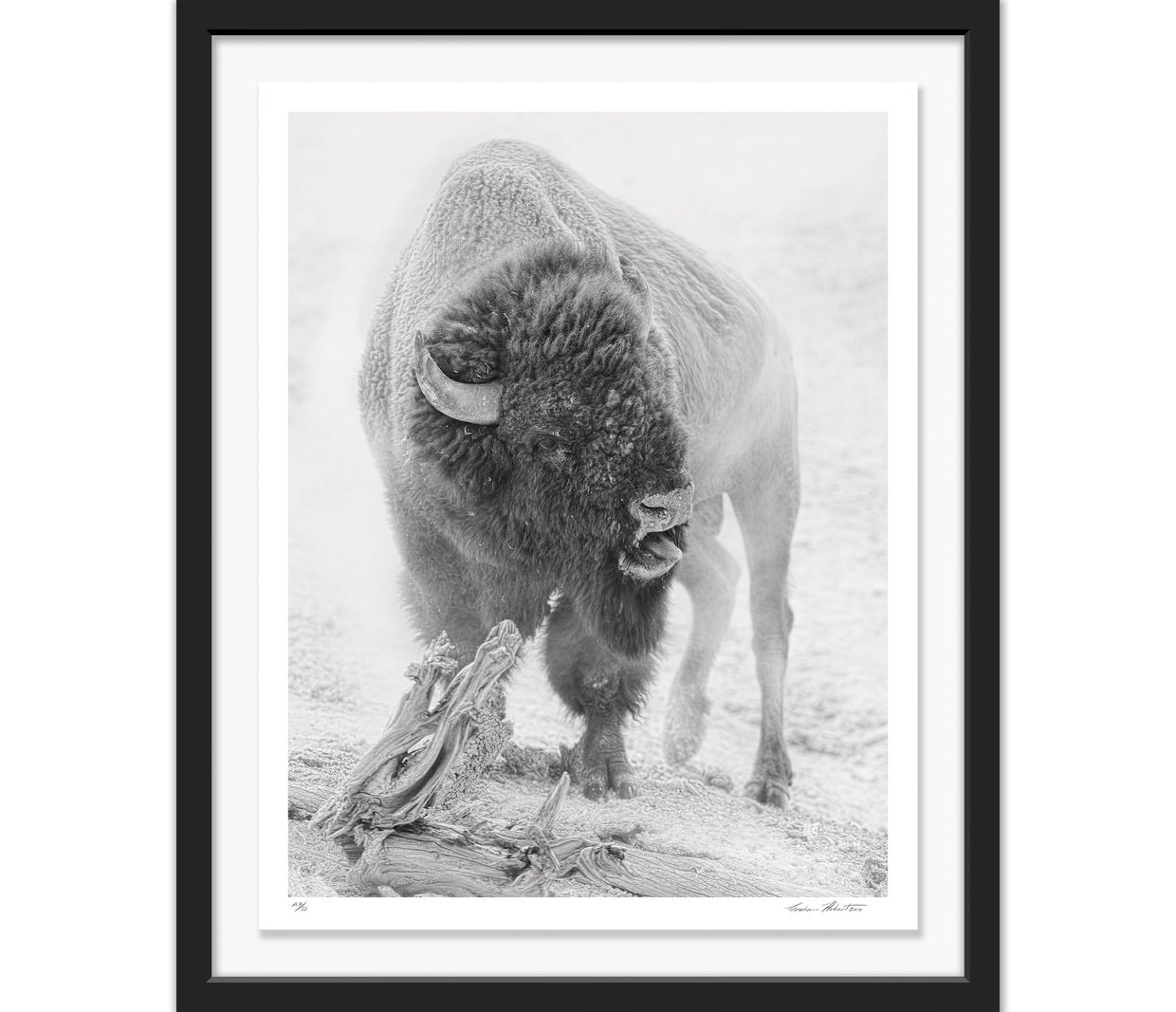 Graham Hobart Photography, Infrared, Black and White, American West, Yellowstone, WY, Bison, Rut,