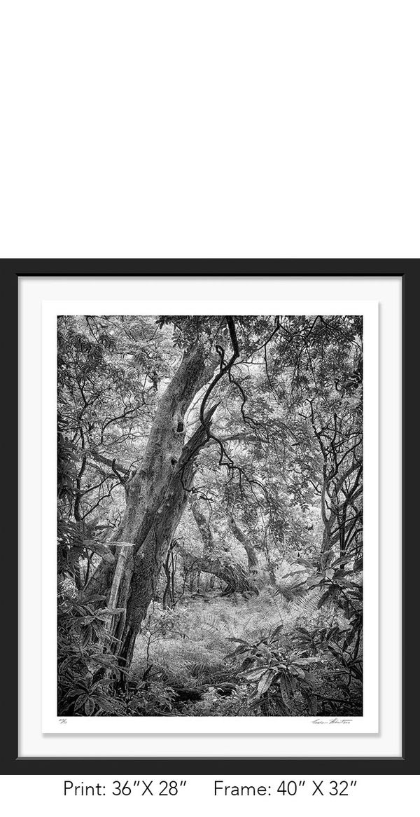 Tanzania; Lake Manyara NP; Black and white; Forest; Infrared; Graham Hobart; tree, landscape, Nature