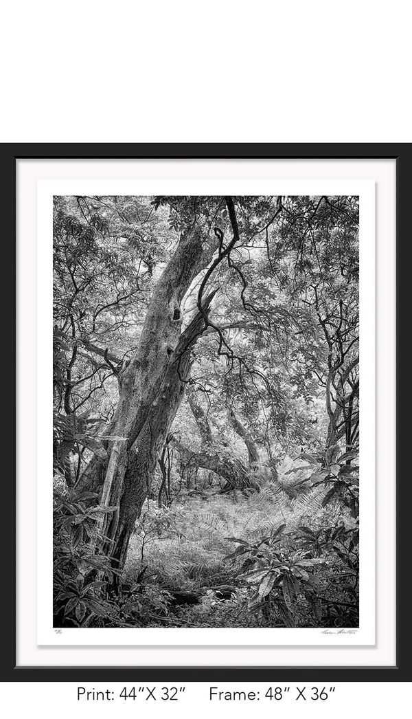 Tanzania; Lake Manyara NP; Black and white; Forest; Infrared; Graham Hobart; tree, landscape, Nature