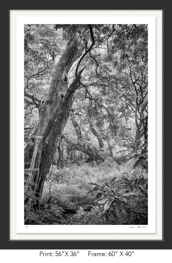 Tanzania; Lake Manyara NP; Black and white; Forest; Infrared; Graham Hobart; tree, landscape, Nature