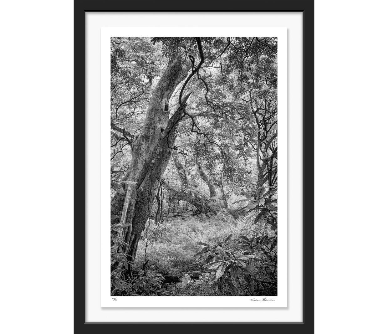 Tanzania; Lake Manyara NP; Black and white; Forest; Infrared; Graham Hobart; tree, landscape, Nature