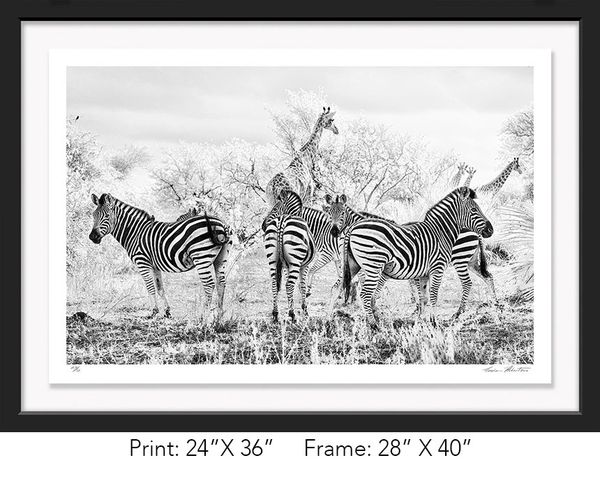 South Africa; Krueger National Park; Black and white; giraffe; Infrared; zebra; shade, Graham Hobart