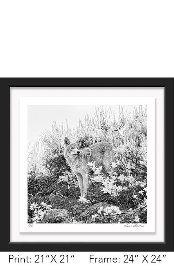 Graham Hobart Fine Art Photography, Infrared, Black and White, American West, Yellowstone, Coyote