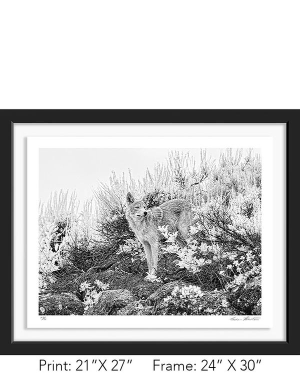 Graham Hobart Fine Art Photography, Infrared, Black and White, American West, Yellowstone, Coyote