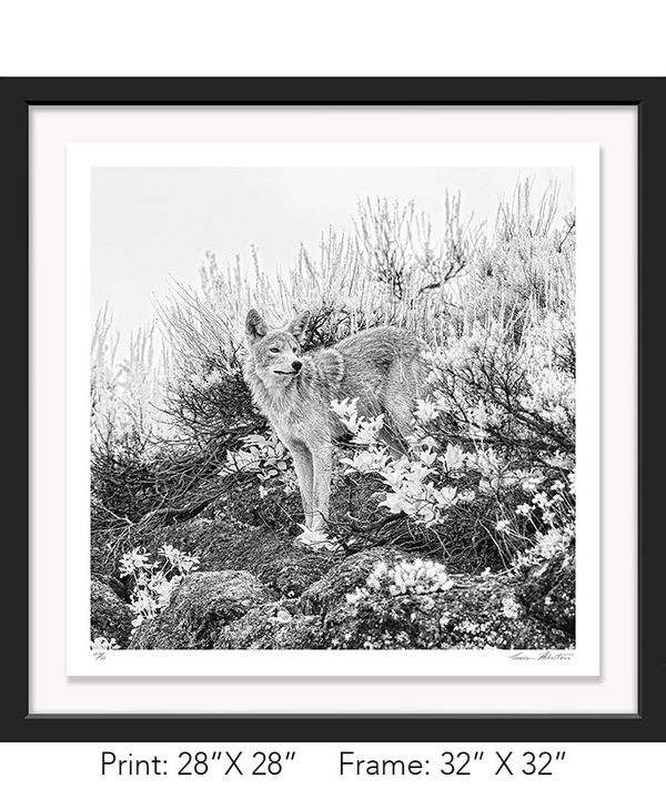 Graham Hobart Fine Art Photography, Infrared, Black and White, American West, Yellowstone, Coyote