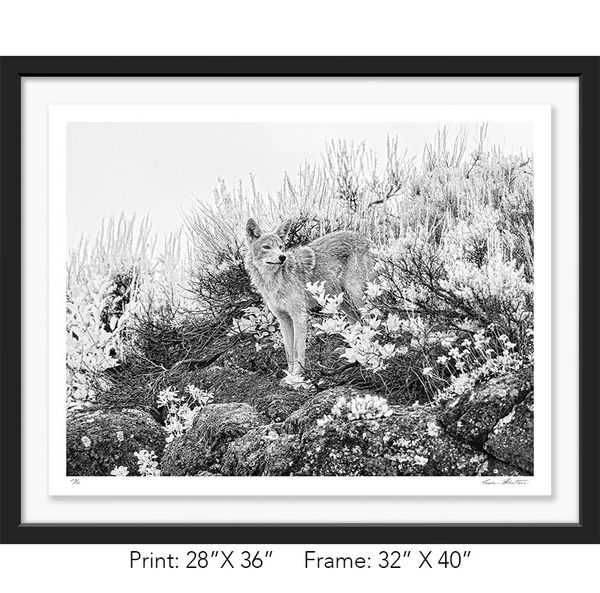 Graham Hobart Fine Art Photography, Infrared, Black and White, American West, Yellowstone, Coyote