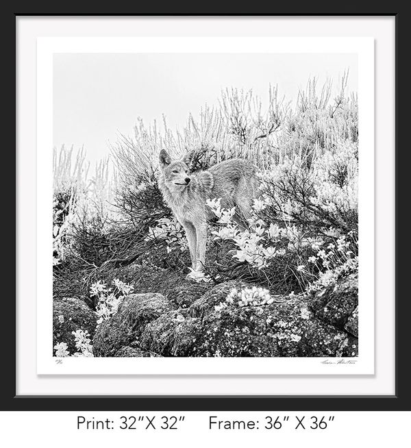 Graham Hobart Fine Art Photography, Infrared, Black and White, American West, Yellowstone, Coyote