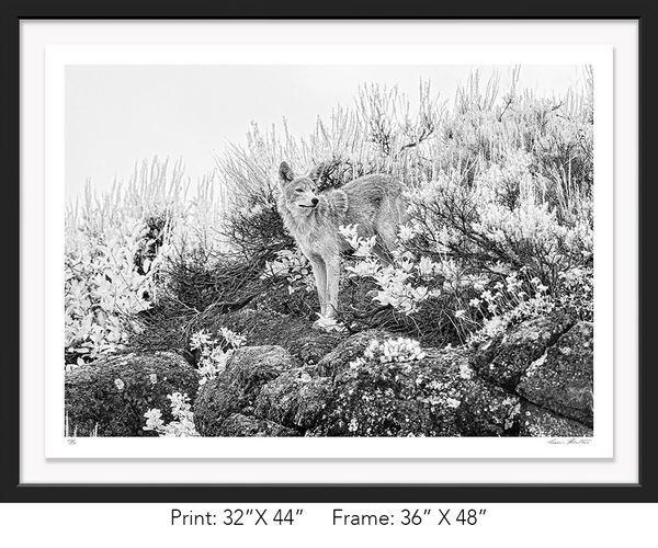Graham Hobart Fine Art Photography, Infrared, Black and White, American West, Yellowstone, Coyote