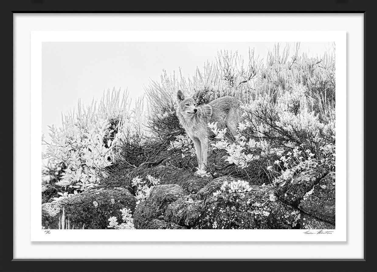 Graham Hobart Fine Art Photography, Infrared, Black and White, American West, Yellowstone, Coyote