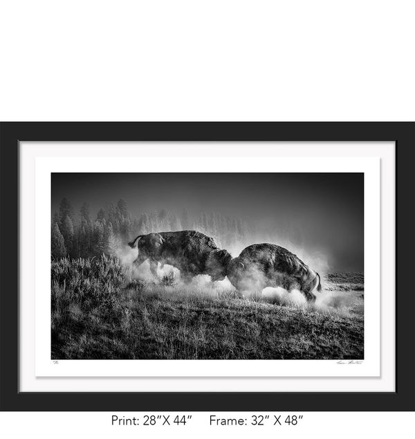 Graham Hobart, Yellowstone, Infrared, Black and White, American West, WY, Bison Rut, fight, wildlife
