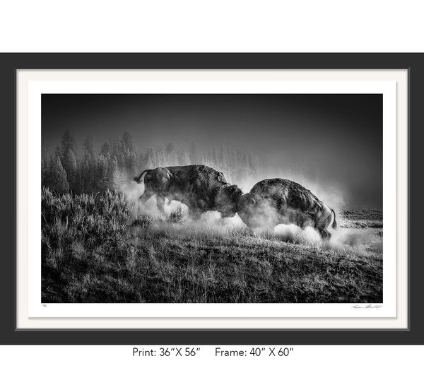 Graham Hobart, Yellowstone, Infrared, Black and White, American West, WY, Bison Rut, fight, wildlife