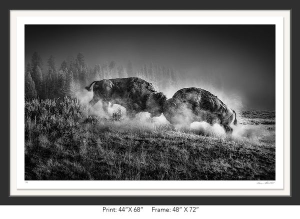 Graham Hobart, Yellowstone, Infrared, Black and White, American West, WY, Bison Rut, fight, wildlife