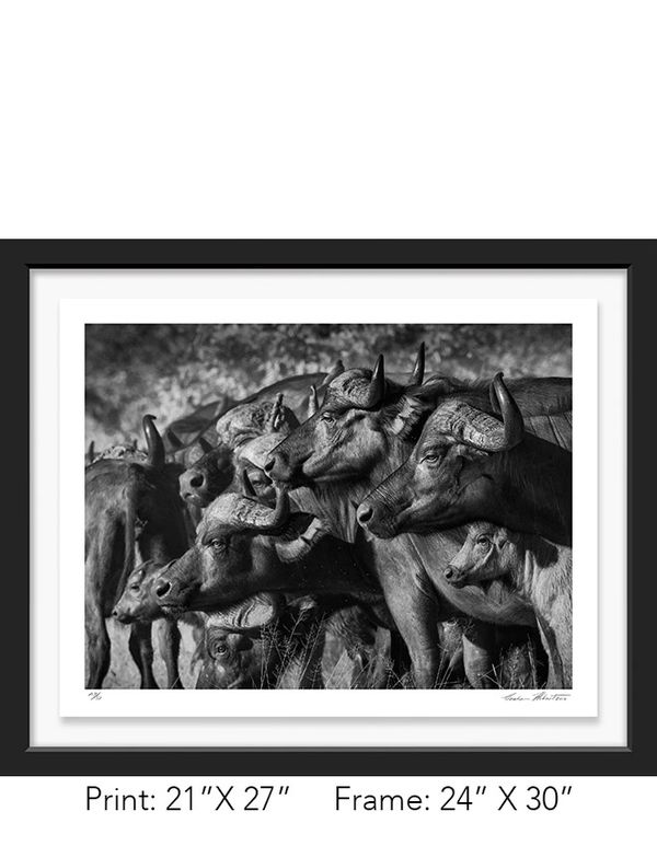 South Africa; Krueger NP; Black and white; Cape buffalo; Infrared, Spooked, Graham Hobart, Fine Art