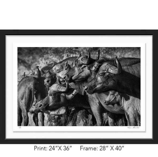 South Africa; Krueger NP; Black and white; Cape buffalo; Infrared, Spooked, Graham Hobart, Fine Art