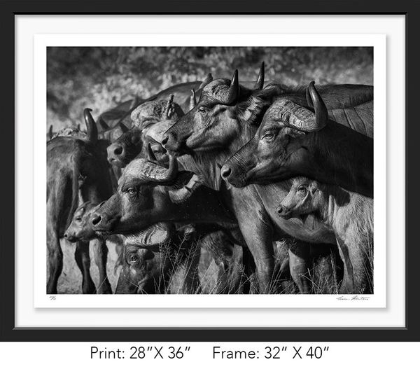 South Africa; Krueger NP; Black and white; Cape buffalo; Infrared, Spooked, Graham Hobart, Fine Art