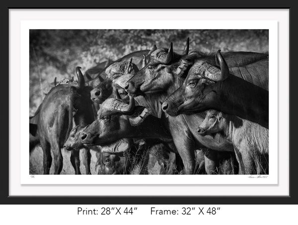 South Africa; Krueger NP; Black and white; Cape buffalo; Infrared, Spooked, Graham Hobart, Fine Art