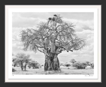 Africa; Tanzania; Tarangire National Park; Black and white; Fine art; Infrared; Nature; Photography;