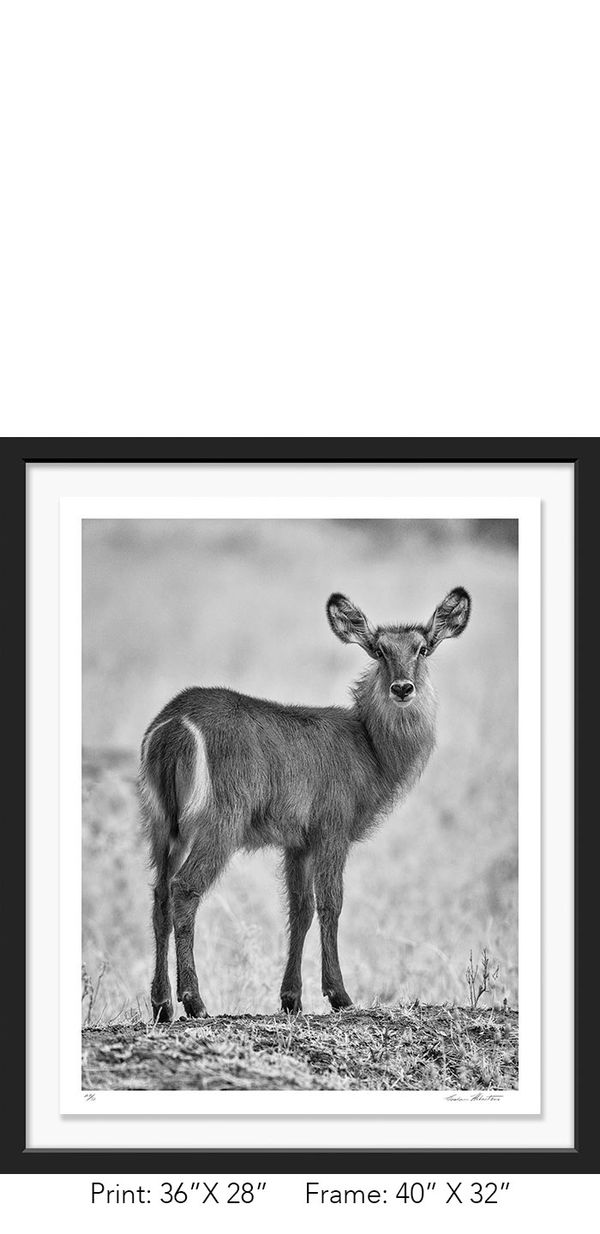 Africa; Tanzania; Tarangire National Park; Black and white; Waterbuck; Infrared; Nature; Photograph;