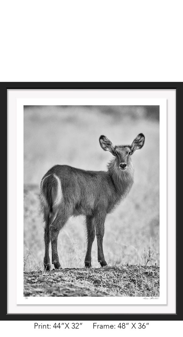 Africa; Tanzania; Tarangire National Park; Black and white; Waterbuck; Infrared; Nature; Photograph;
