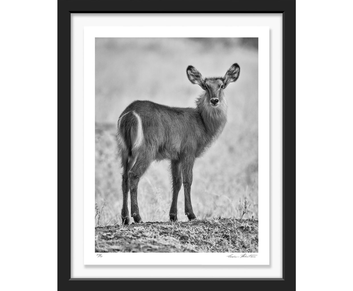 Africa; Tanzania; Tarangire National Park; Black and white; Waterbuck; Infrared; Nature; Photograph;