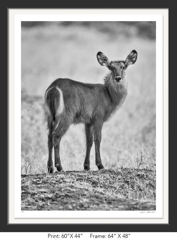 Africa; Tanzania; Tarangire National Park; Black and white; Waterbuck; Infrared; Nature; Photograph;