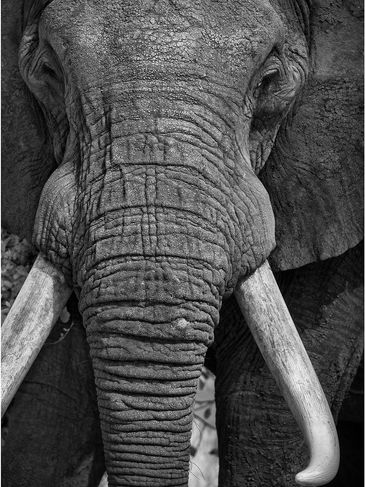 Graham Hobart, bull elephant, close encounter, infrared, photography, Serengeti, black and white, 