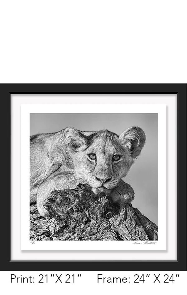 Tanzania; Tarangire NP, Lion Cub; Branch; Infrared; Graham Hobart; relax, wildlife, Nature, closeup