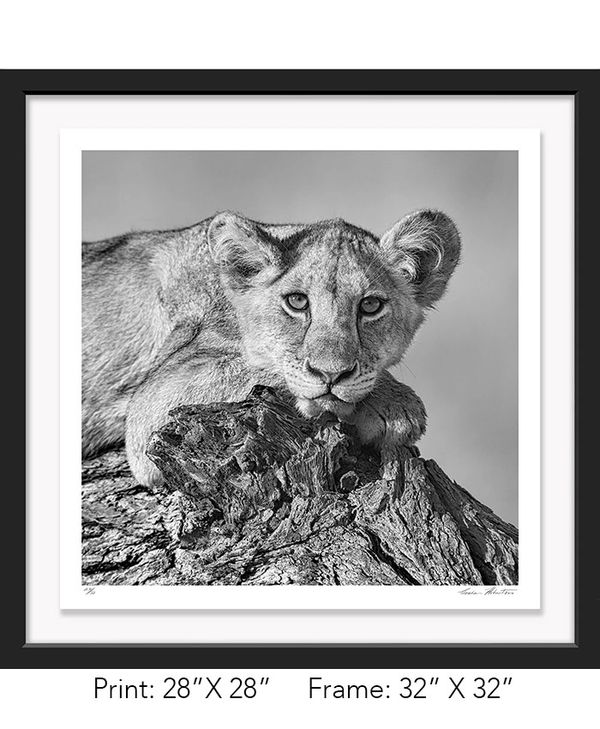 Tanzania; Tarangire NP, Lion Cub; Branch; Infrared; Graham Hobart; relax, wildlife, Nature, closeup