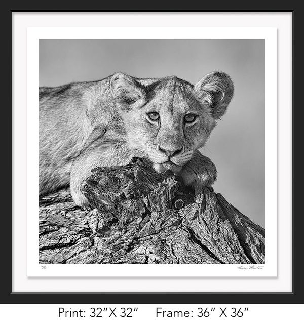 Tanzania; Tarangire NP, Lion Cub; Branch; Infrared; Graham Hobart; relax, wildlife, Nature, closeup