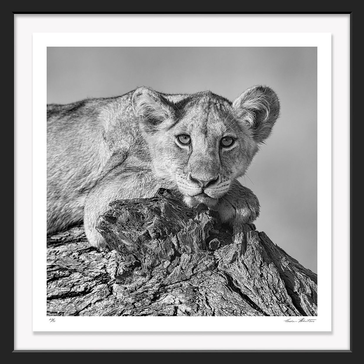 Tanzania; Tarangire NP, Lion Cub; Branch; Infrared; Graham Hobart; relax, wildlife, Nature, closeup