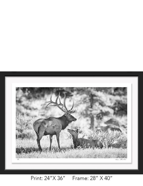Graham Hobart, Rocky Mountain NP, Infrared, Black and White, American West, Colorado, elk, rut, love