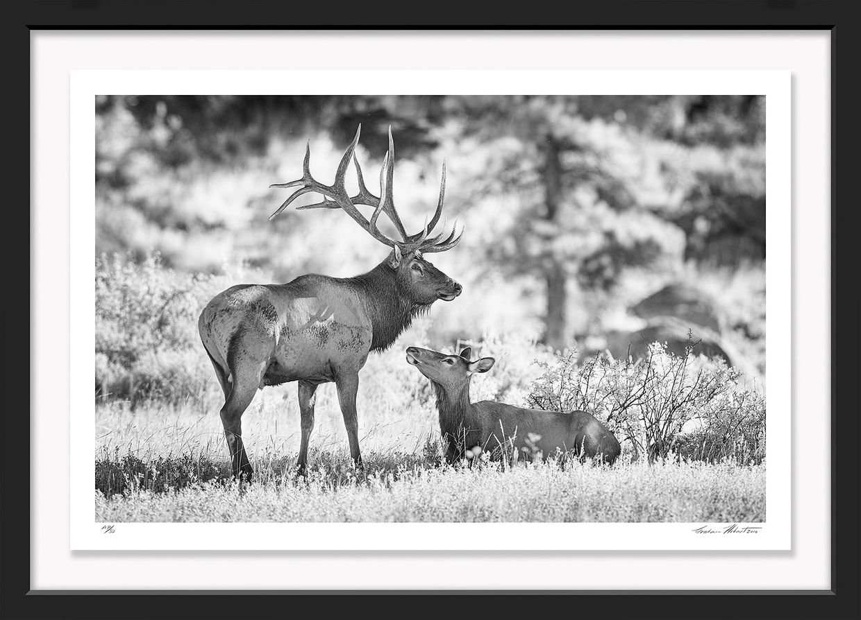 Graham Hobart, Rocky Mountain NP, Infrared, Black and White, American West, Colorado, elk, rut, love