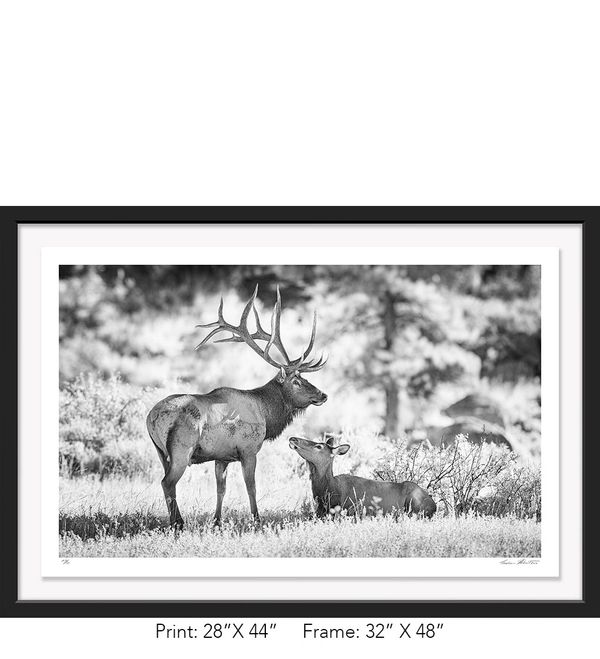 Graham Hobart, Rocky Mountain NP, Infrared, Black and White, American West, Colorado, elk, rut, love