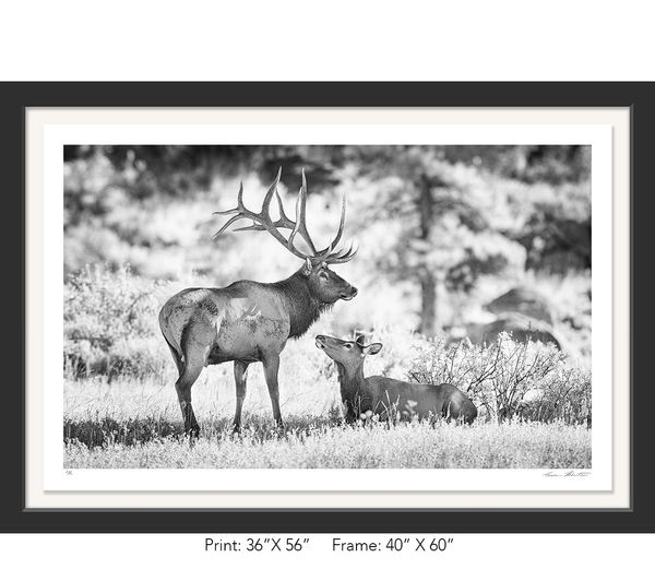 Graham Hobart, Rocky Mountain NP, Infrared, Black and White, American West, Colorado, elk, rut, love