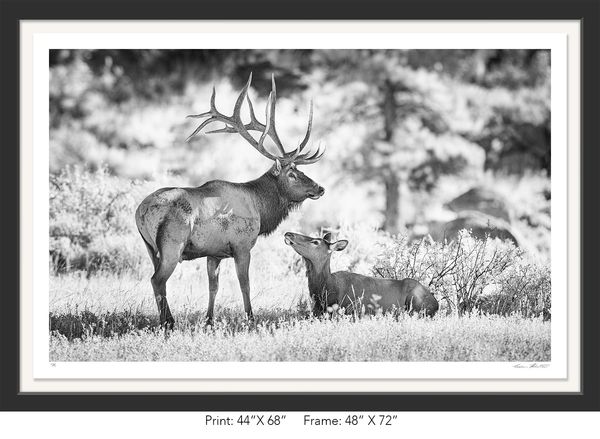 Graham Hobart, Rocky Mountain NP, Infrared, Black and White, American West, Colorado, elk, rut, love