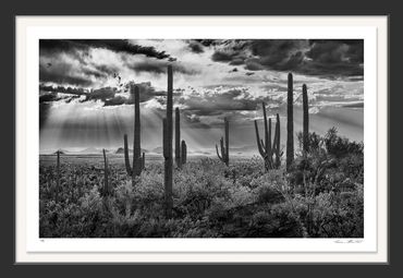 Black & White; Infrared photography; Sugaro Cactus; Saguaro National Park; AZ; Sonoran Desert;