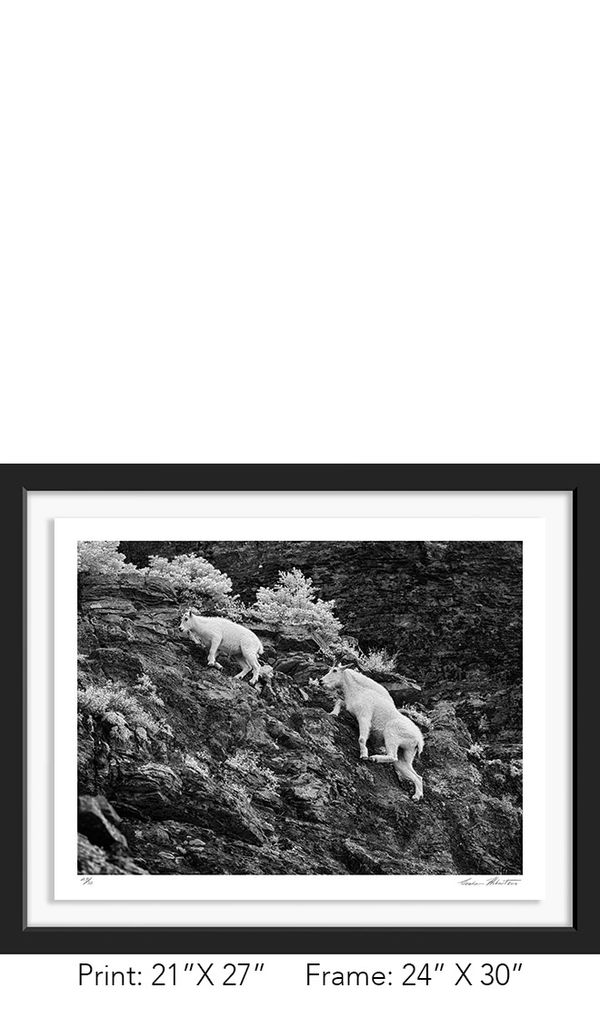 Graham Hobart Fine Art Photography, Infrared, Black and White, American West, MT, Mountain Goat, Kid