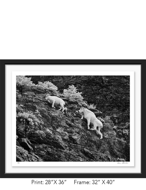 Graham Hobart Fine Art Photography, Infrared, Black and White, American West, MT, Mountain Goat, Kid