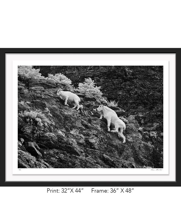 Graham Hobart Fine Art Photography, Infrared, Black and White, American West, MT, Mountain Goat, Kid
