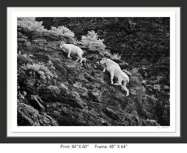 Graham Hobart Fine Art Photography, Infrared, Black and White, American West, MT, Mountain Goat, Kid