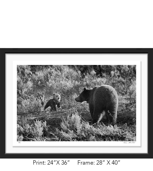 Graham Hobart, Infrared, Black and White, American West, Wyoming, Grizzly Bear, Cubs, Play, Mother