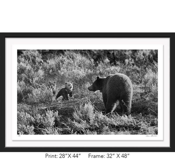 Graham Hobart, Infrared, Black and White, American West, Wyoming, Grizzly Bear, Cubs, Play, Mother