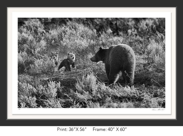 Graham Hobart, Infrared, Black and White, American West, Wyoming, Grizzly Bear, Cubs, Play, Mother